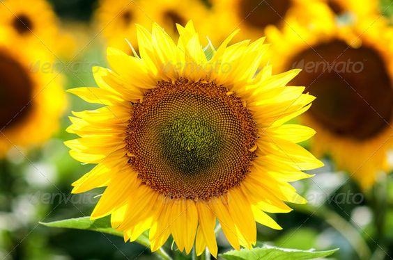 sun